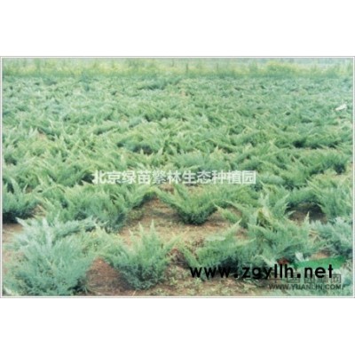 基地長期供應(yīng)各種規(guī)格-白皮松、華山松、油松、云杉、側(cè)柏、水杉