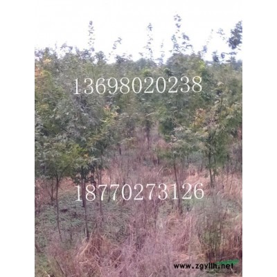 江西國槐*新報價/國槐圖片