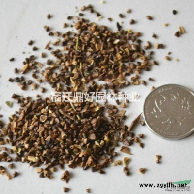 新采收松樹種子 白皮松黑松油松馬尾松華山松五針松種子