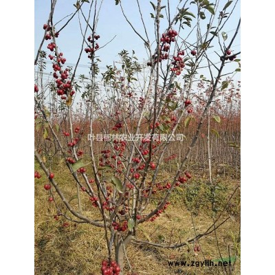 平頂山葉縣一苗圃清園啦！國槐、欒樹等給錢都賣啦！