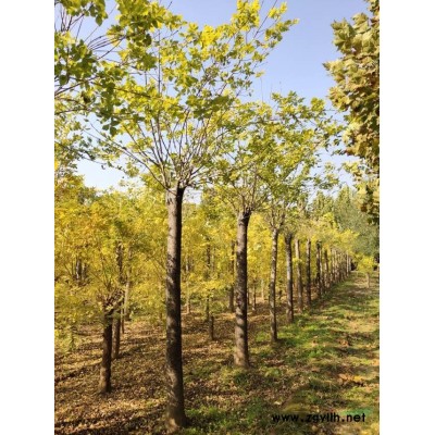 山東精品國槐 山東國槐 13公分精品國槐 12公分國槐