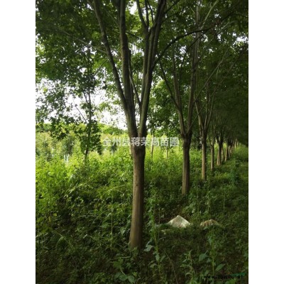 廣西桂林大量供應國愧15公分-35公分/15公分國槐報價