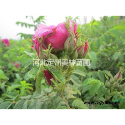 國(guó)槐小苗高度1-1.5米地徑0.8公分市場(chǎng)行情