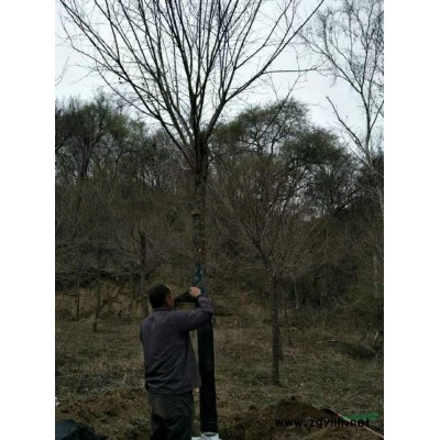 今年買國槐到山西今年山西國槐價格怎么樣哪里有便宜的國槐