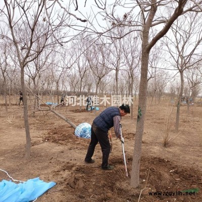 3-20公分老國槐 金葉槐 金枝槐大量供應