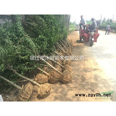 黃山欒樹價格_黃山欒樹產(chǎn)地_黃山欒樹綠化苗木苗圃基地