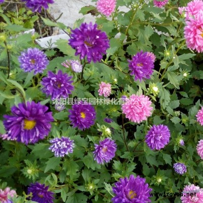 白皮松種子多少錢一斤？