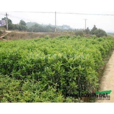 中國(guó)槐90元一斤