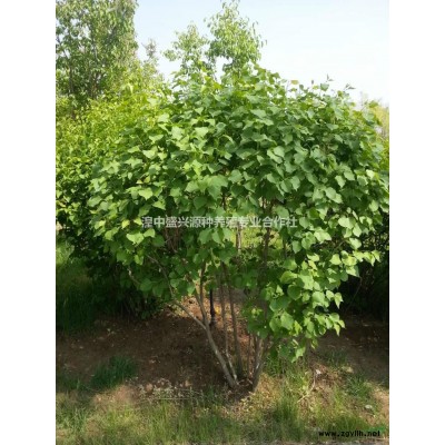 青海供應國槐規格*