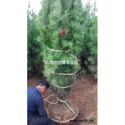 油松，白皮松，山楂，山楂樹