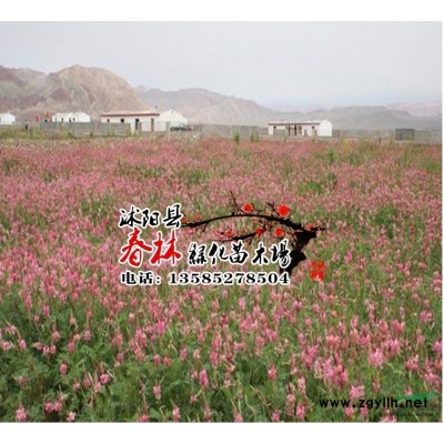 林木松柏樹種子 松樹種子 黑松種子 白皮松種子 華山松種子