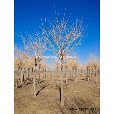 6公分金葉槐 10公分金葉國槐 12公分金葉槐 15公分金葉