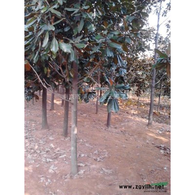 胸徑20公分22公分國槐價格產地上車報價 國槐基地價格