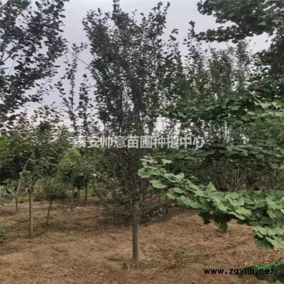 山東特選9公分國槐價(jià)格暢購無憂好貨價(jià)低