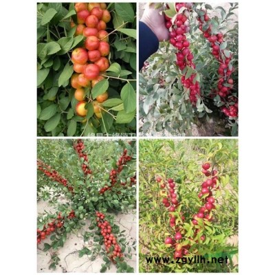 國槐苗哪里有賣+ 1公分國槐苗價格+ 山西國槐苗種植基地