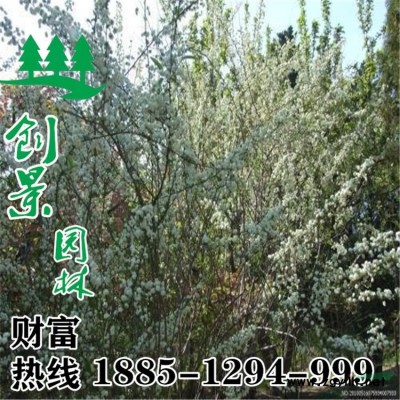 18公分國槐怎么賣--行情