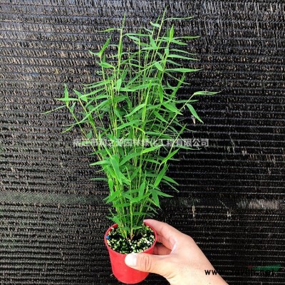 供應欒樹 黃山欒樹圖片 欒樹1-15價格表