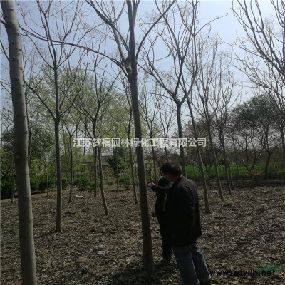 江蘇12公分欒樹13公分欒樹15公分欒樹價格便宜批發