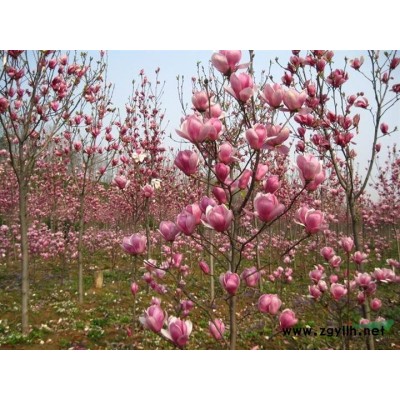 大小規格江西黃山欒樹 九江黃山欒樹價格哪里好/哪家便宜基地