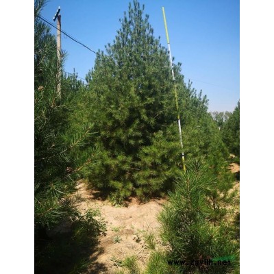 白皮松容器苗，白皮松營養(yǎng)杯苗，1米杯苗白皮松