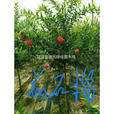 供應：香樟、桂花、廣玉蘭、合歡、欒樹、蜀檜、垂絲海棠、國槐