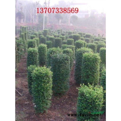 供應(yīng)4公分裸根欒樹