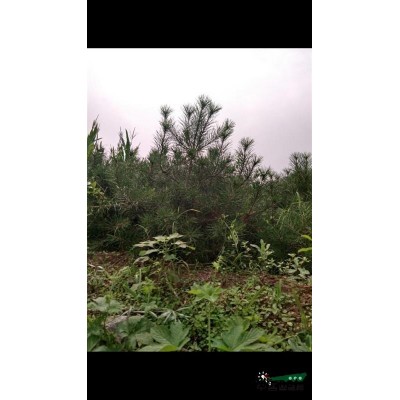 河北地區(qū)白皮松供應(yīng)