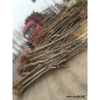 油松 白皮松 山楂樹 桃樹 核桃苗 蘋果苗等