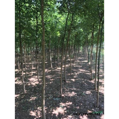 安徽供應4-5-6公分國槐