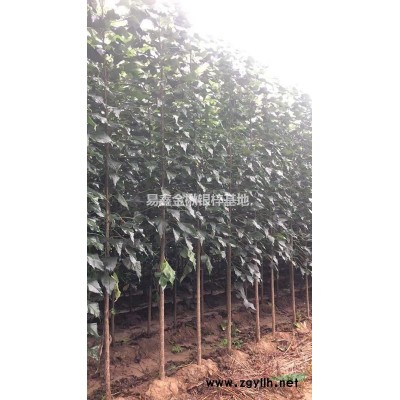 黃山欒樹，10公分欒樹