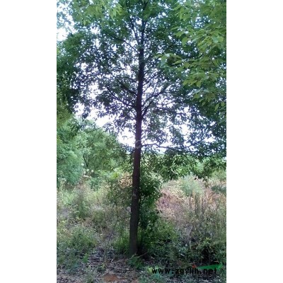 大量供應當年欒樹小苗