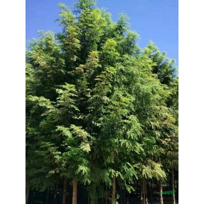 遼寧大連供應(yīng)8-10cm國(guó)槐