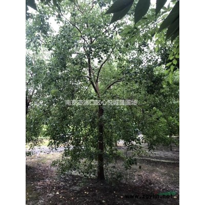 產地欒樹報價 5公分8公分欒樹價格采購事宜