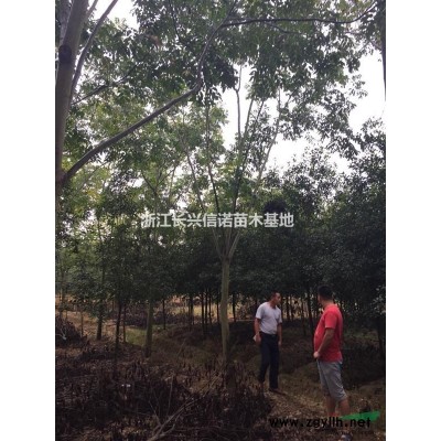 泗安欒/欒樹(shù)行情