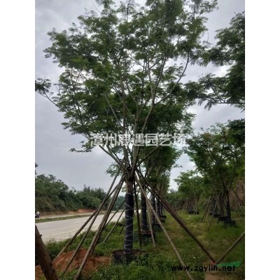 臺灣欒樹5-8-10-12-15價格 臺灣欒樹基地批發報價