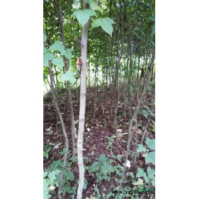 供桂花種子、國槐子、海紅豆