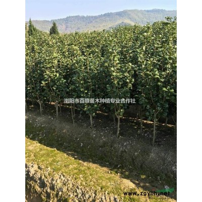 湖南欒樹價格，2014湖南欒樹價格