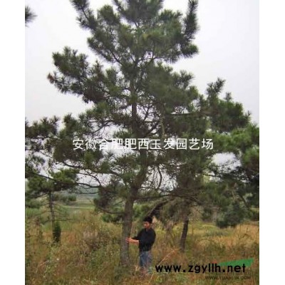 欒樹 重陽木 大葉貞 紅葉李 香樟 桂花 紫薇 樸樹 三角楓