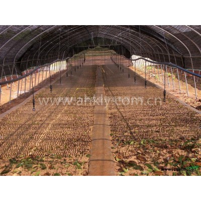 六安供應1-8公分黃山欒樹