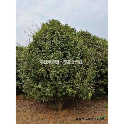 出售高4米雪松300棵，江西雪松銷售基地