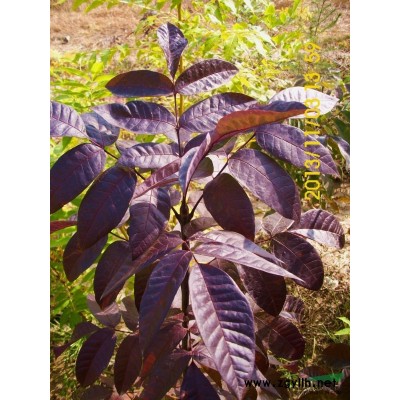 河北省*大的美國紅葉白蠟（秋紫白蠟、速生白蠟、國槐、速生國槐