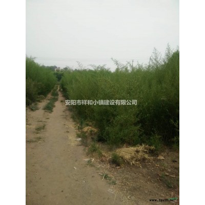 園林出售法桐、連翹、碧桃油松、雪松等苗木