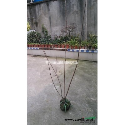 浙江省杭州市蕭山區處理一批便宜欒樹