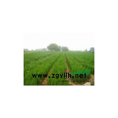 當年國槐苗皂角苗二年花椒苗刺槐苗