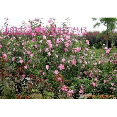 常年銷售雪松、蜀檜、地柏、沙地柏、扶芳藤、紅花繼木、石楠