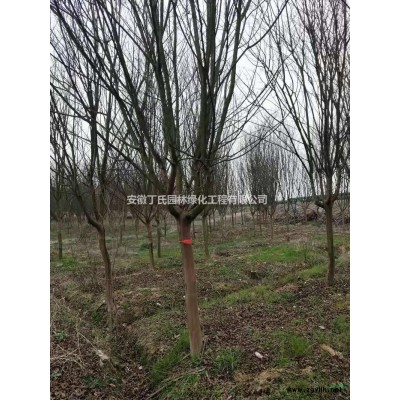 優質特價安徽欒樹 滁州欒樹產地直銷
