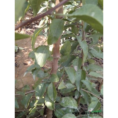 白皮松價格山西白皮松圖片占地白皮松山貨白皮松價格