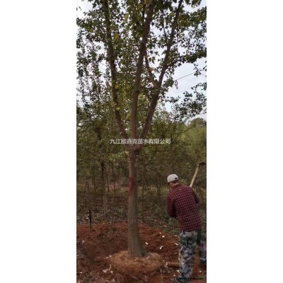 江西九江欒樹病蟲害防治要點