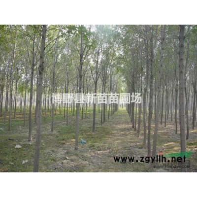 國槐  河北國槐  金葉國槐