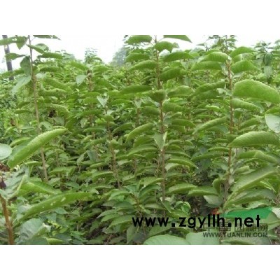 供應白皮松 白皮松價格